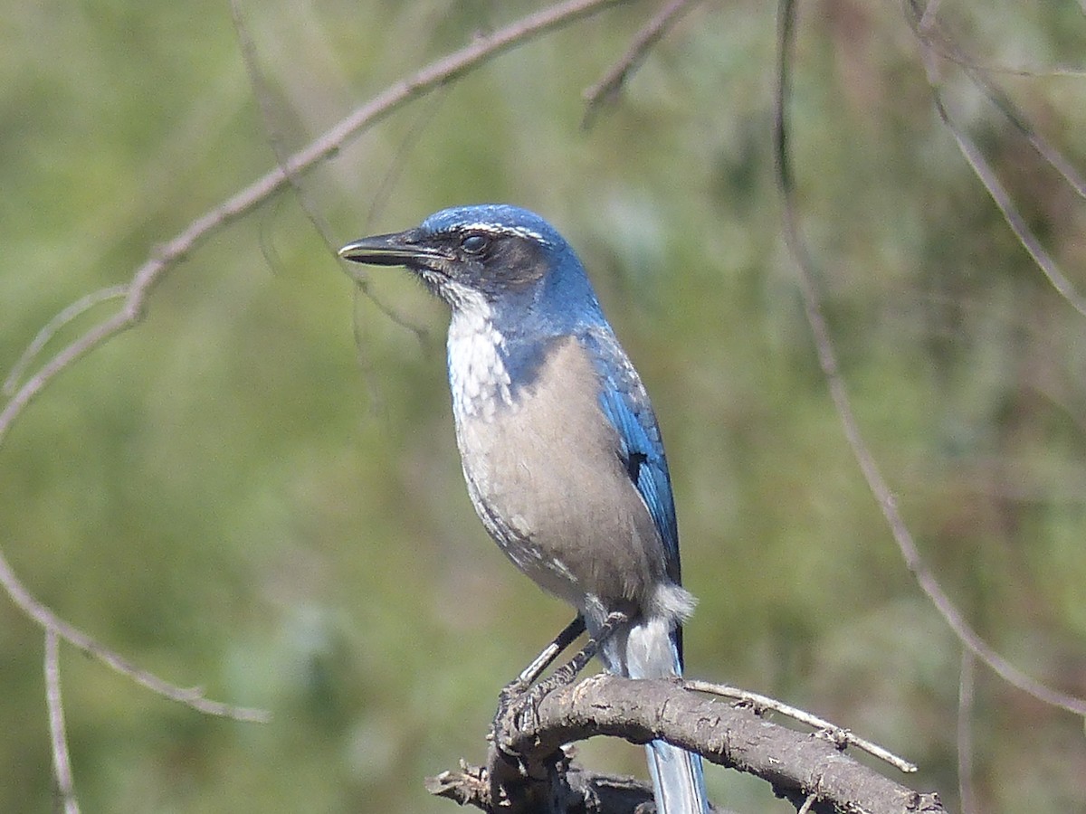 California Scrub-Jay - ML20705281