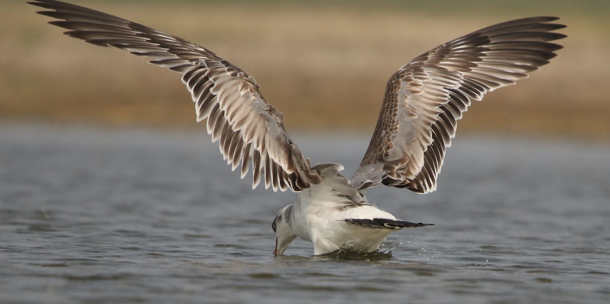 Pallas's Gull - Bhaarat Vyas