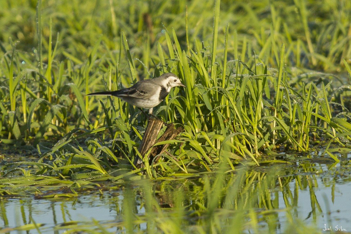 White Wagtail (White-faced) - Joel Silva