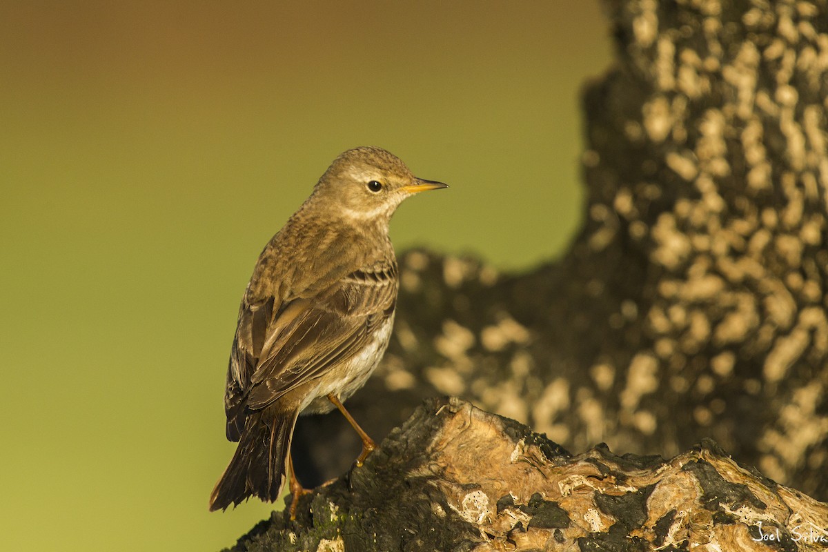 Water Pipit - Joel Silva