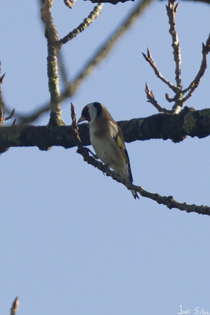 European Goldfinch - Joel Silva