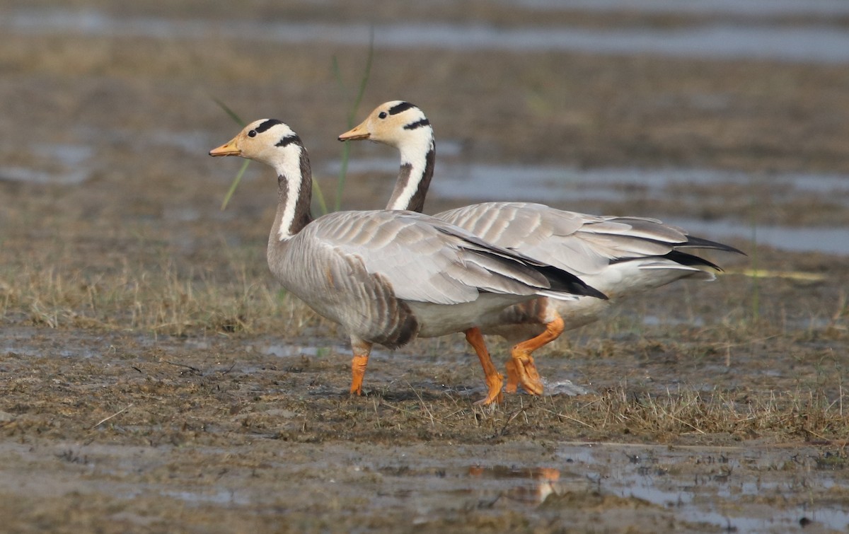 Bar-headed Goose - Bhaarat Vyas