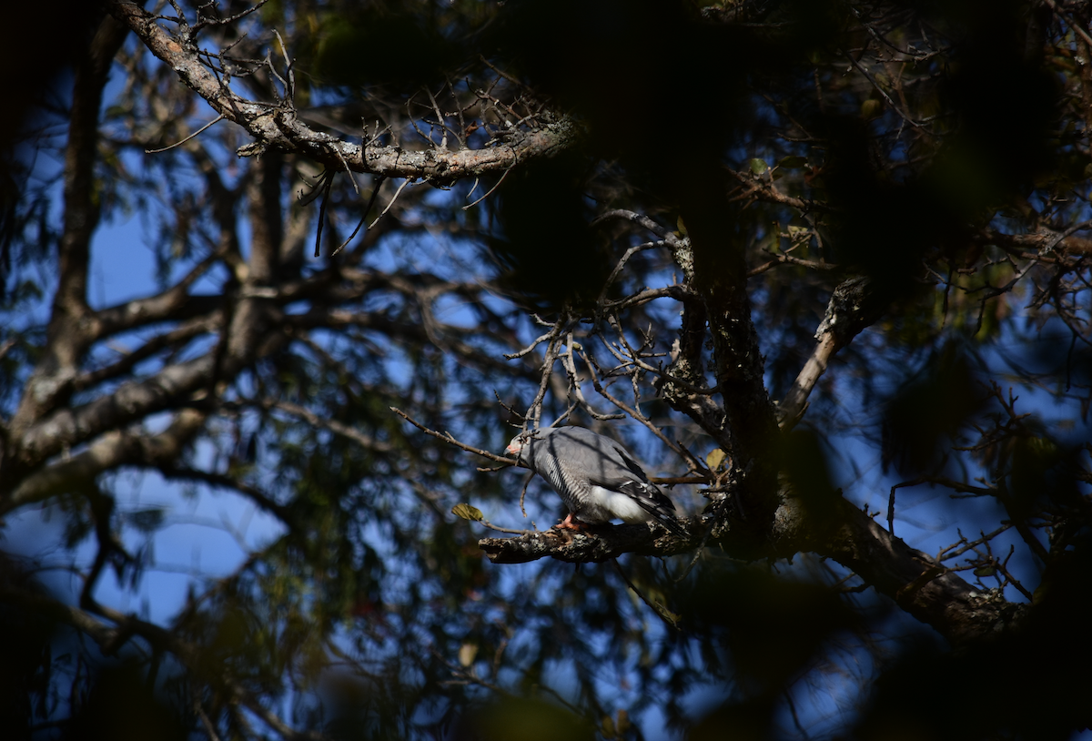 Lizard Buzzard - ML207056171