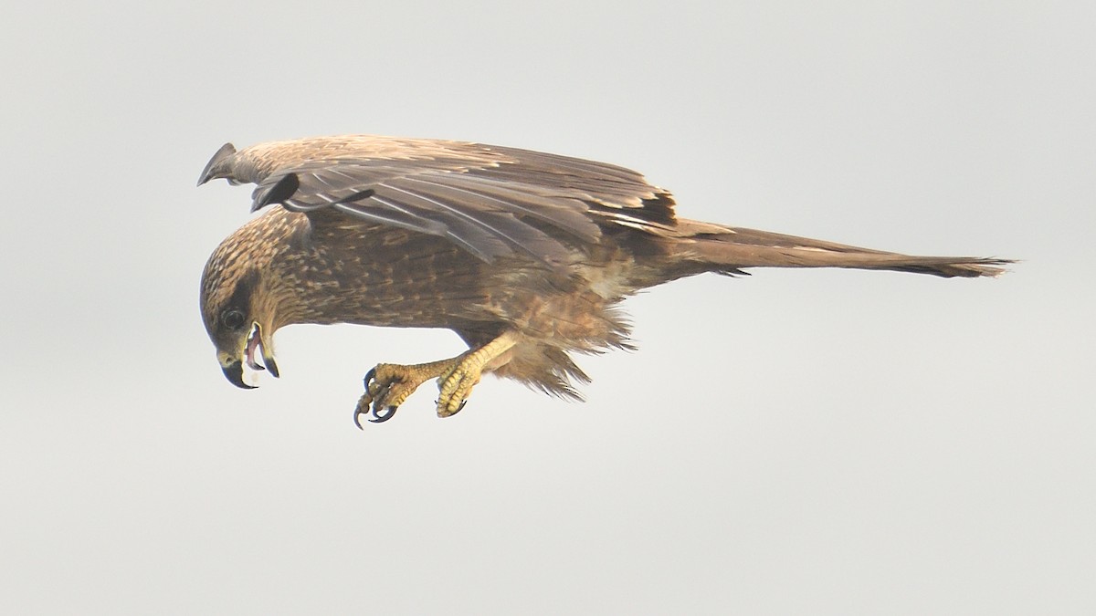 Black Kite - Douglas Ball