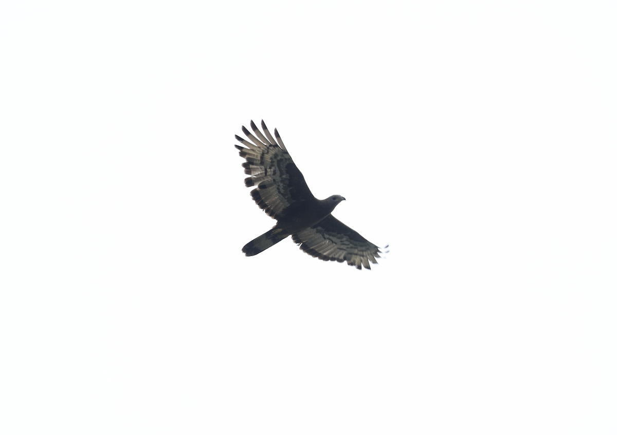 Oriental Honey-buzzard - Adolfo Castro