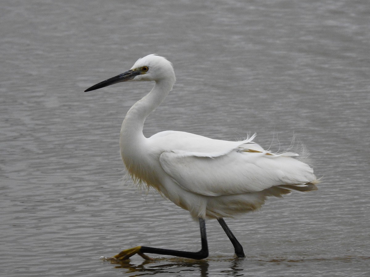 Little Egret - ML207057851