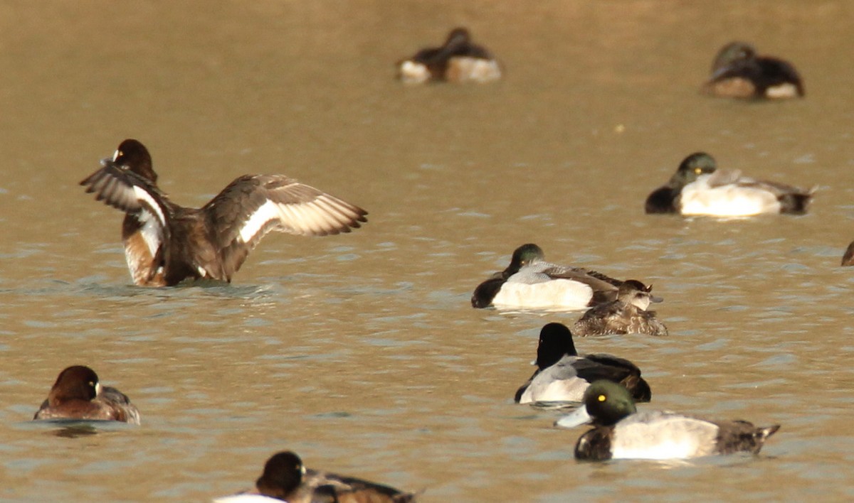 Greater Scaup - Dave Spier