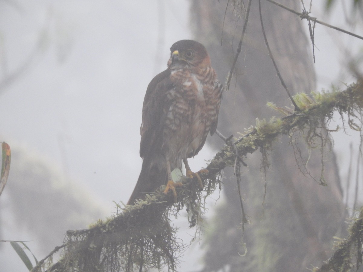 Semicollared Hawk - ML207059571