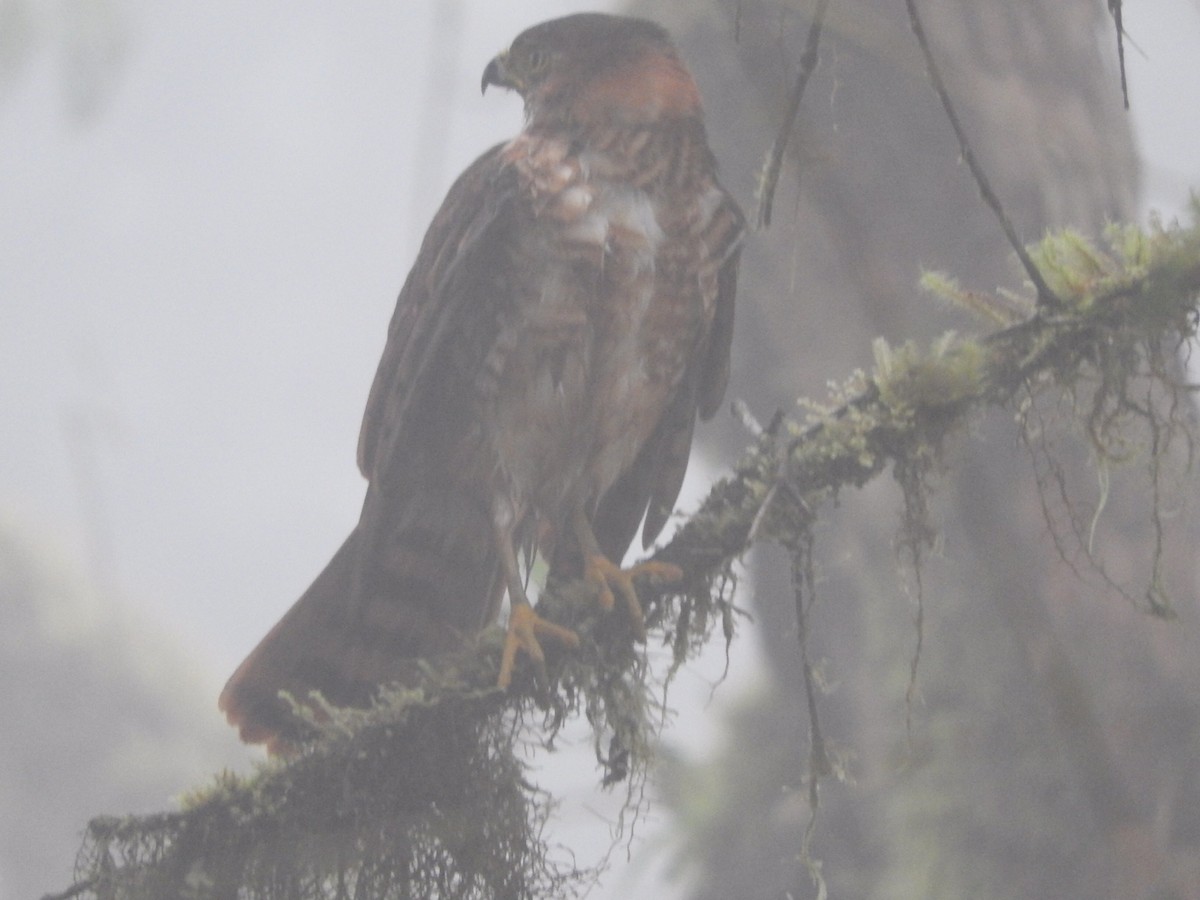 Semicollared Hawk - ML207059581