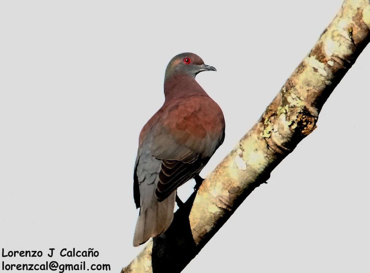 Pale-vented Pigeon - Lorenzo Calcaño