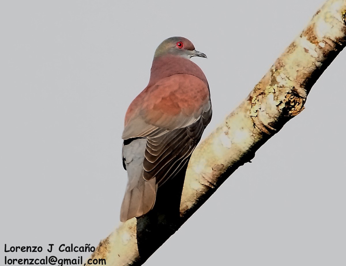 Рыжспинный голубь - ML207059891
