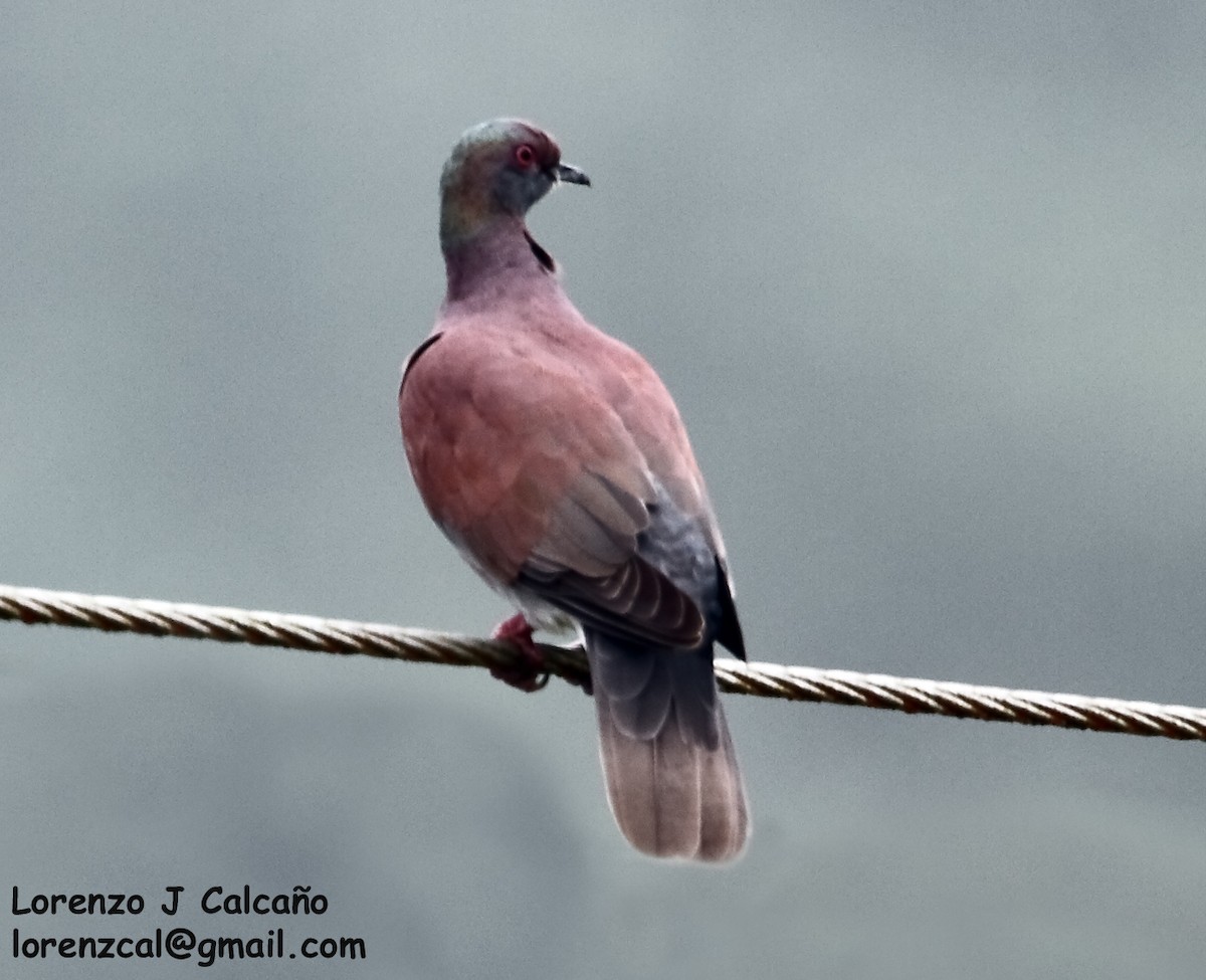 Pale-vented Pigeon - Lorenzo Calcaño