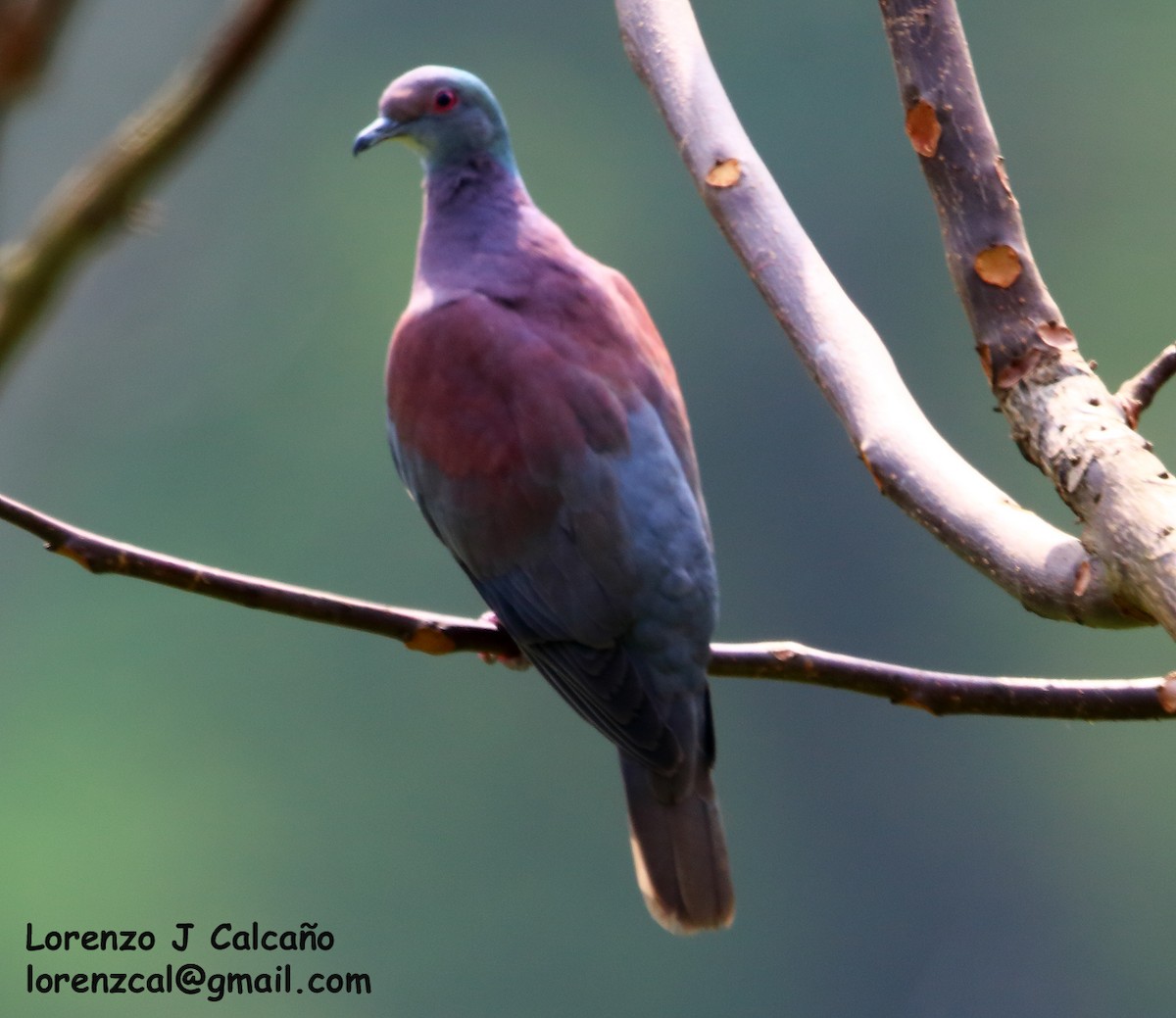 Pigeon rousset - ML207059961