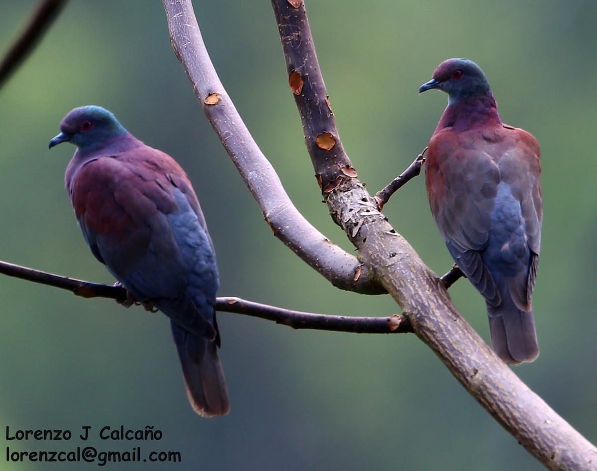 Pale-vented Pigeon - ML207059991