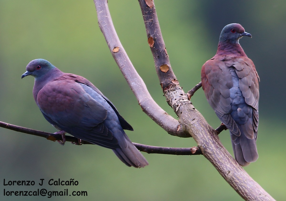 Pigeon rousset - ML207060001