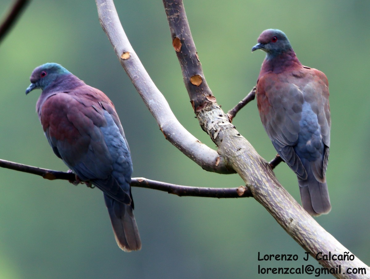 Pigeon rousset - ML207060011