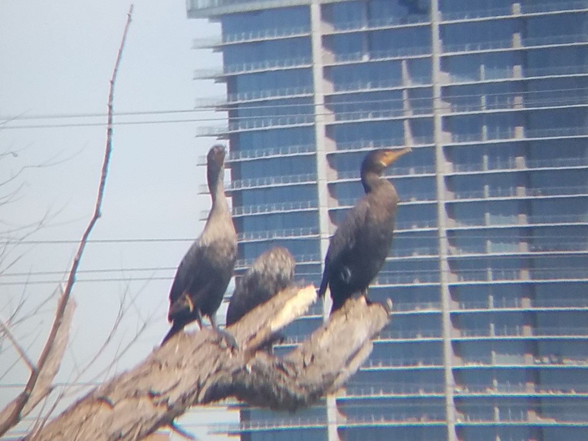 Double-crested Cormorant - ML207060161