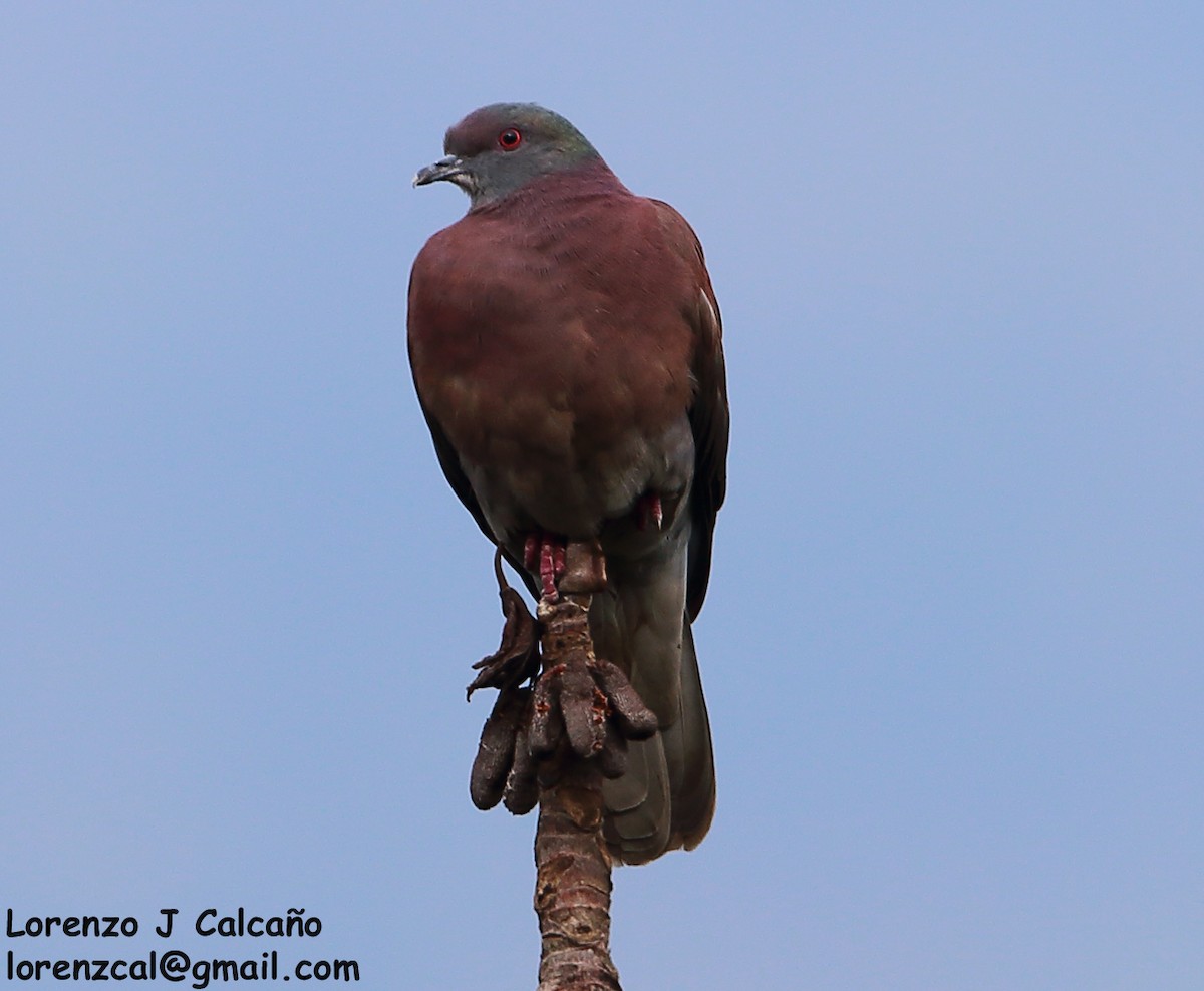 Pigeon rousset - ML207060341