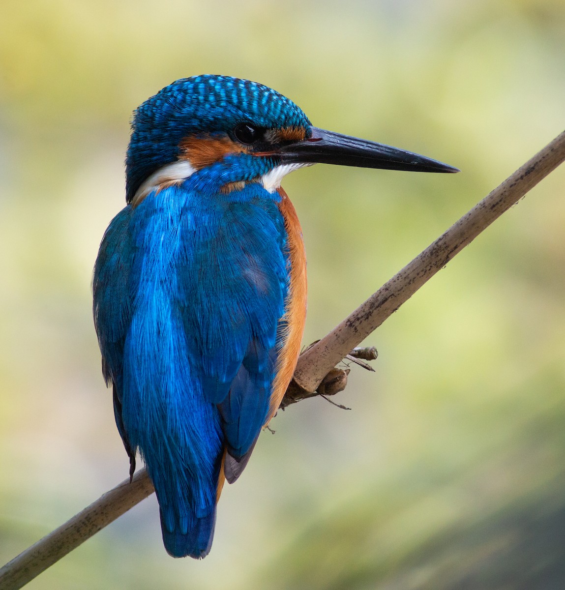 Common Kingfisher - ML207061051