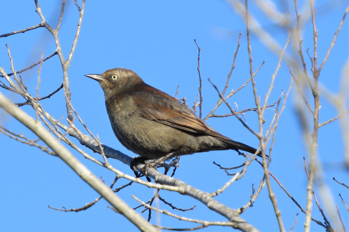 Rusty Blackbird - ML207061661