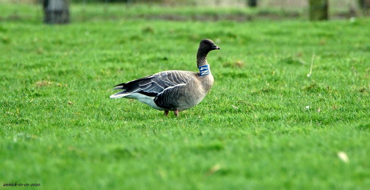 Pink-footed Goose - annick Decruyenaere