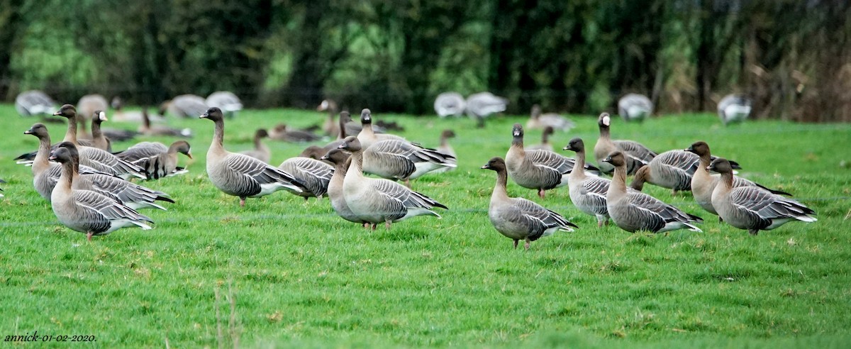 Pink-footed Goose - annick Decruyenaere