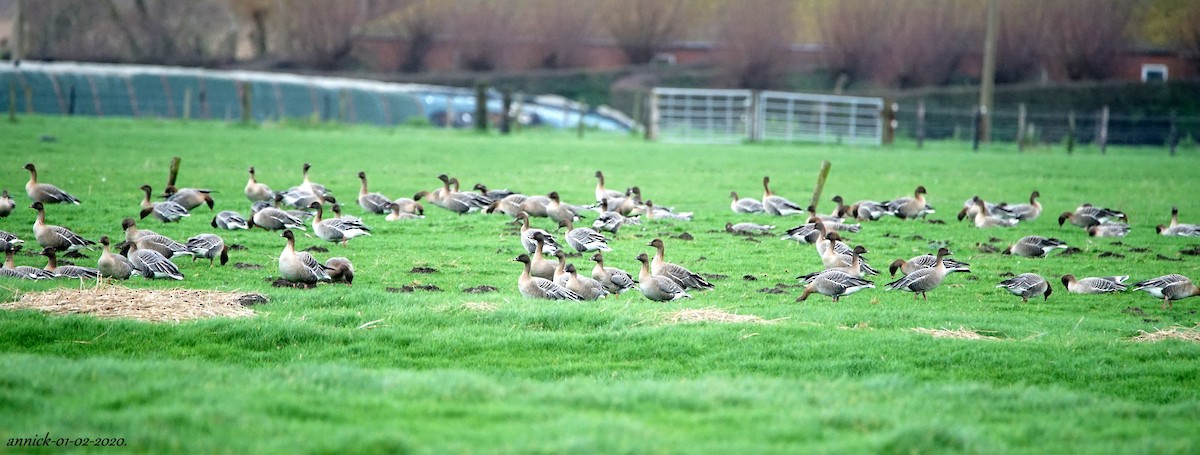 Pink-footed Goose - annick Decruyenaere