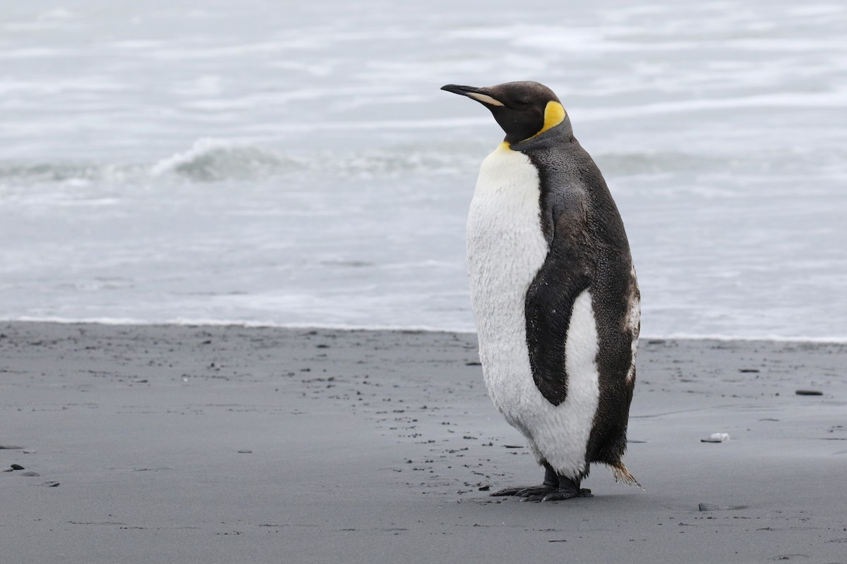 tučňák patagonský - ML207066511
