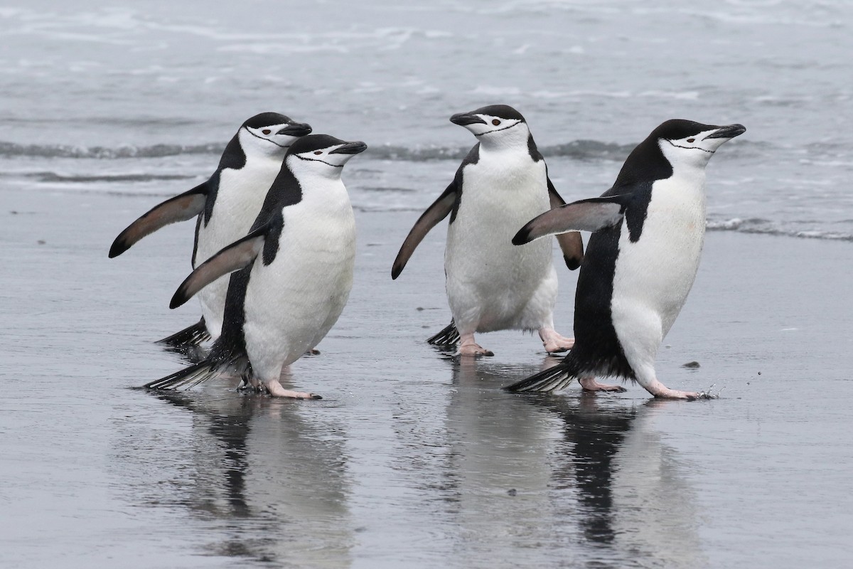 Пінгвін антарктичний - ML207066551