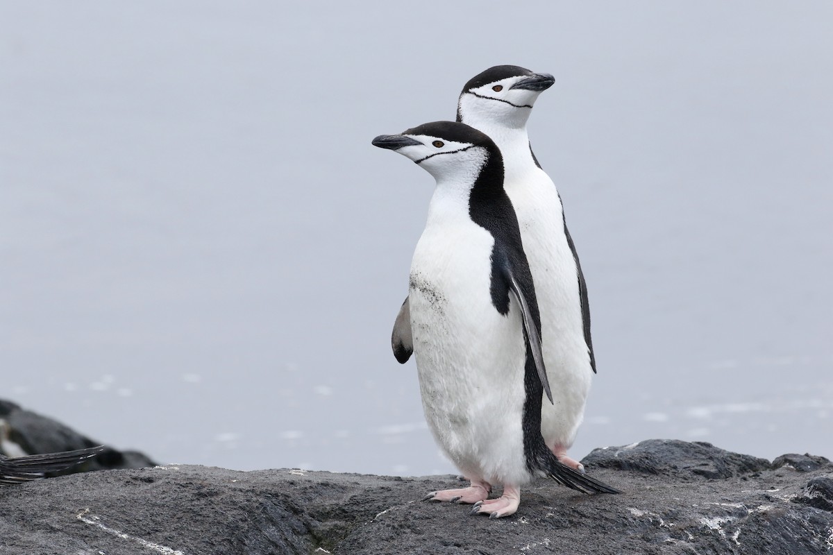 Пінгвін антарктичний - ML207066631