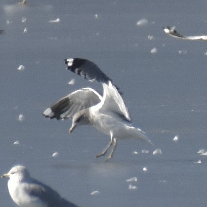 Short-billed Gull - Malcolm Gold