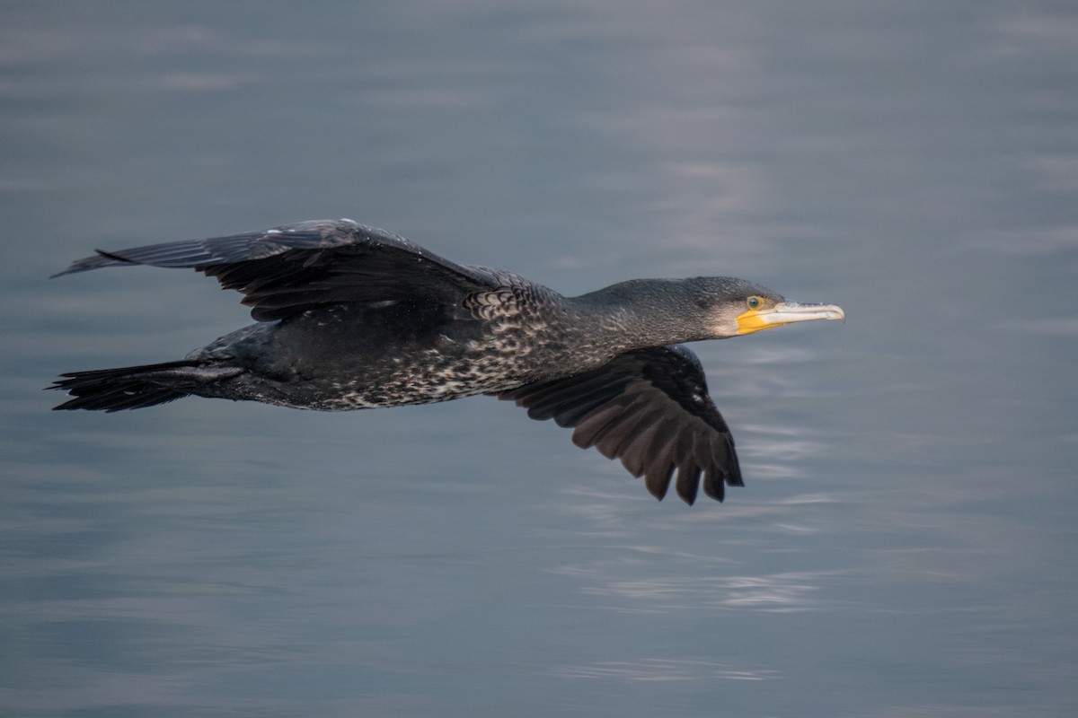Great Cormorant - ML207067001