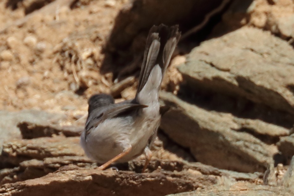 Sardinian Warbler - ML207067031