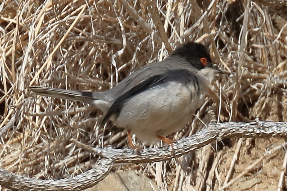 Sardinian Warbler - ML207067041