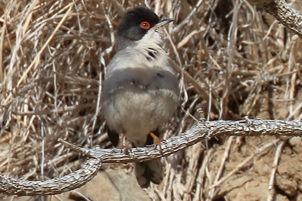 Sardinian Warbler - ML207067061