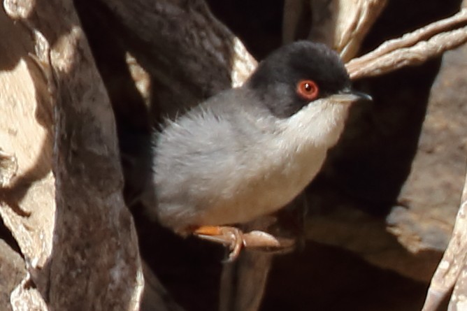 Sardinian Warbler - ML207067081