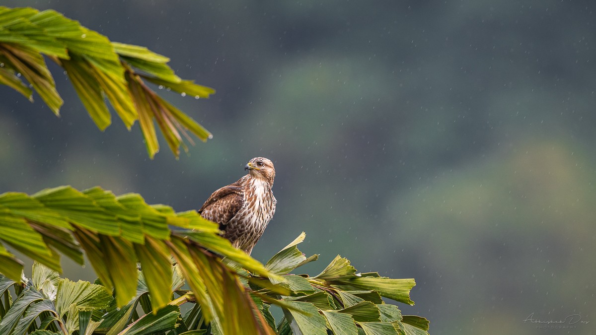 Himalayan Buzzard - ML207068031