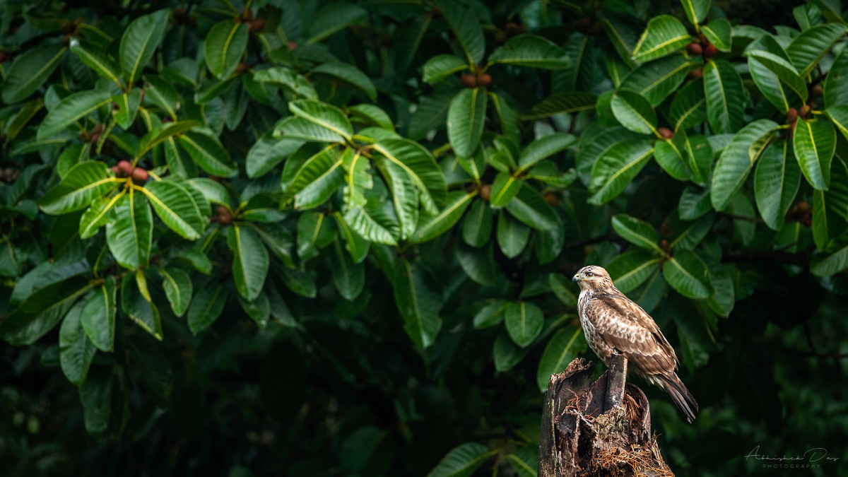 Himalayan Buzzard - ML207068041