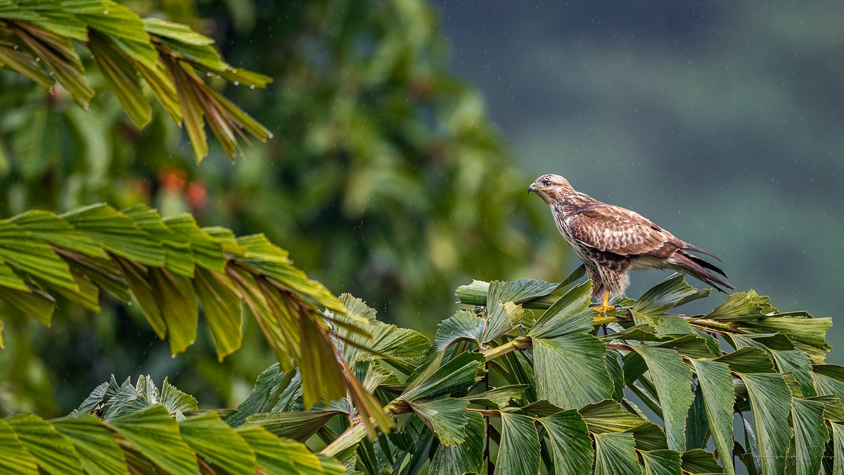 Himalayan Buzzard - Abhishek Das