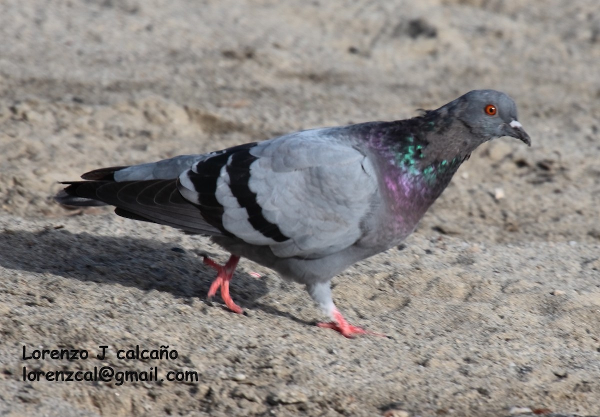 Rock Pigeon (Feral Pigeon) - Lorenzo Calcaño