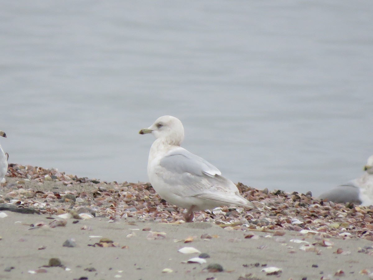 Iceland Gull - ML207068581