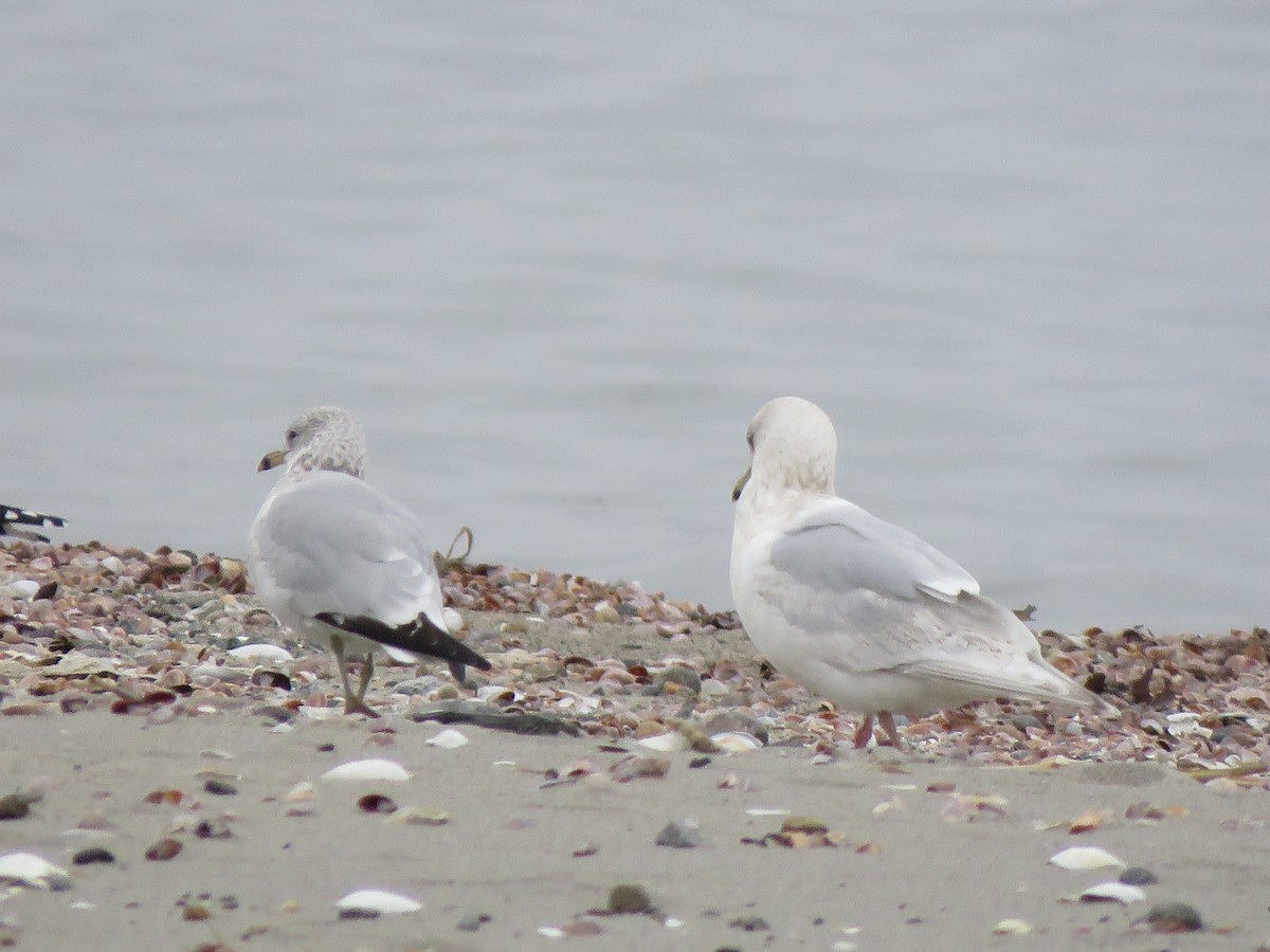 Iceland Gull - ML207069061