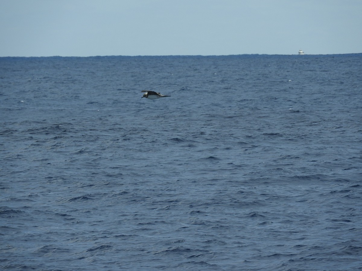 Parasitic Jaeger - George Vaughan