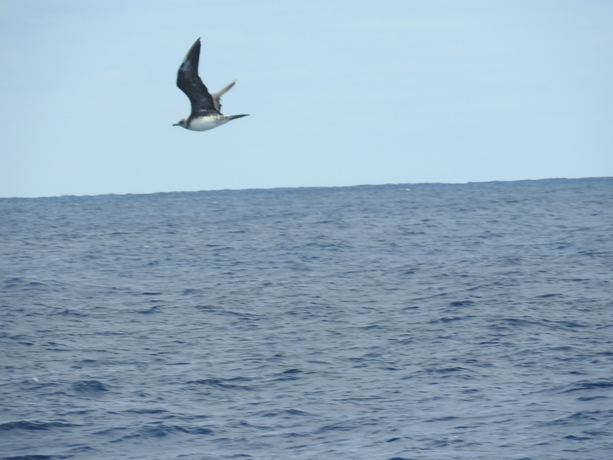 Parasitic Jaeger - George Vaughan