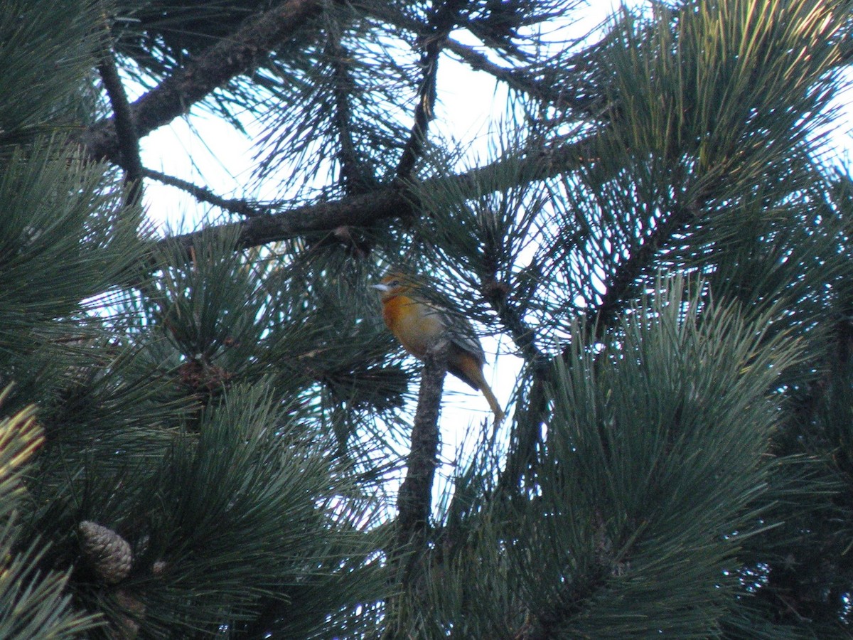 Baltimore Oriole - ML207069741