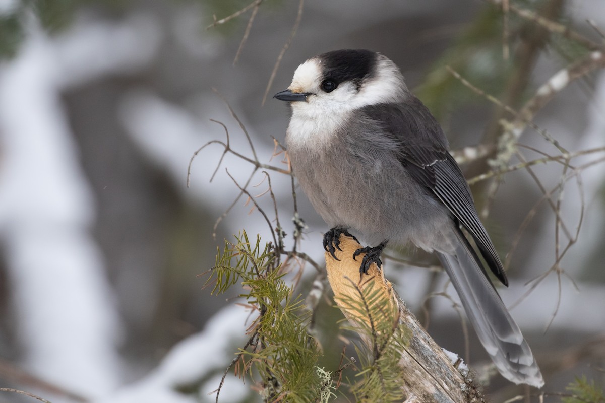 Canada Jay - ML207070341