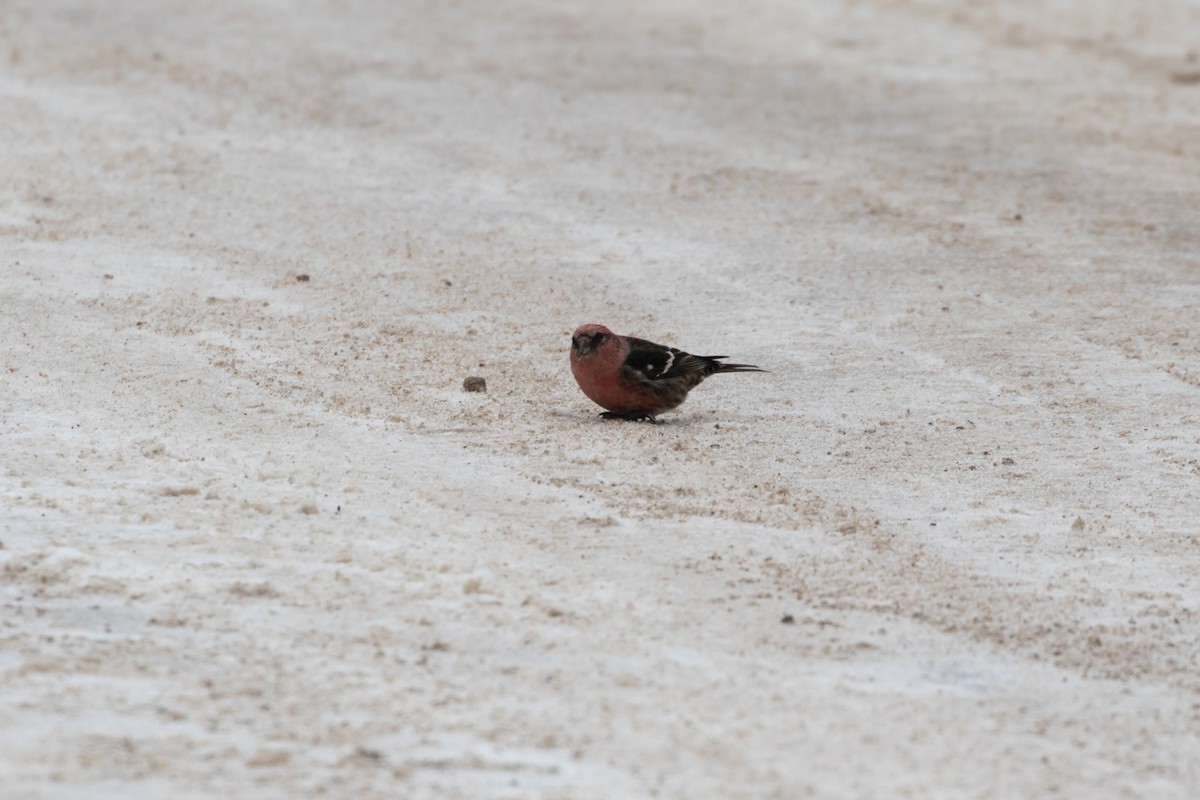 White-winged Crossbill - ML207070451