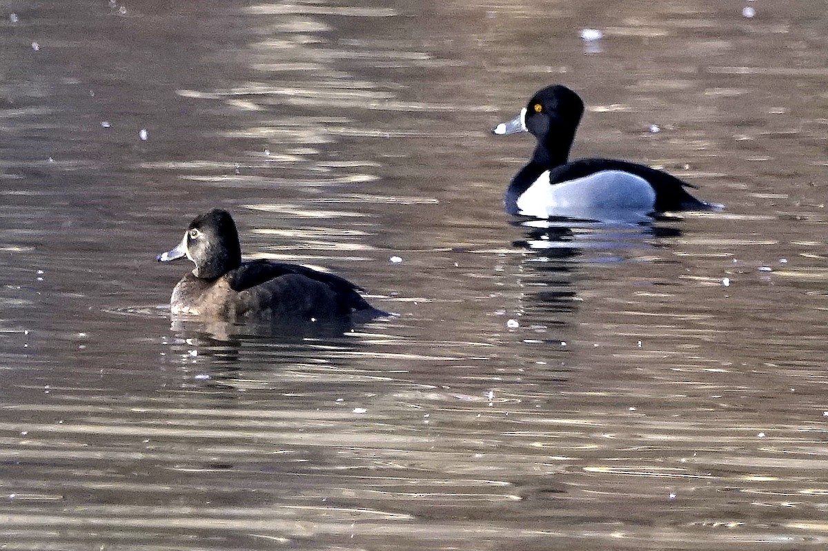 Ring-necked Duck - ML207071991