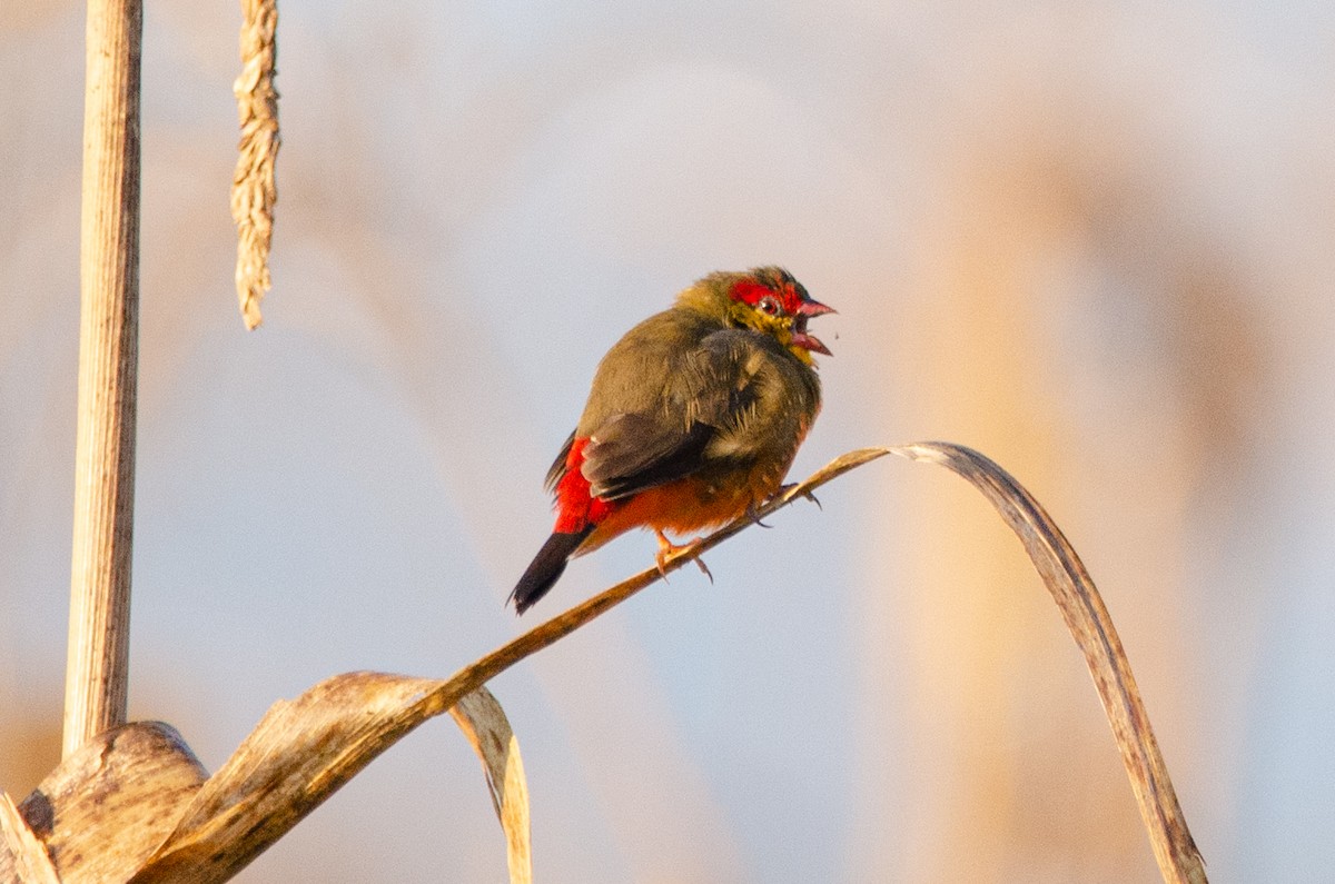 Zebra Waxbill - Antoon De Vylder