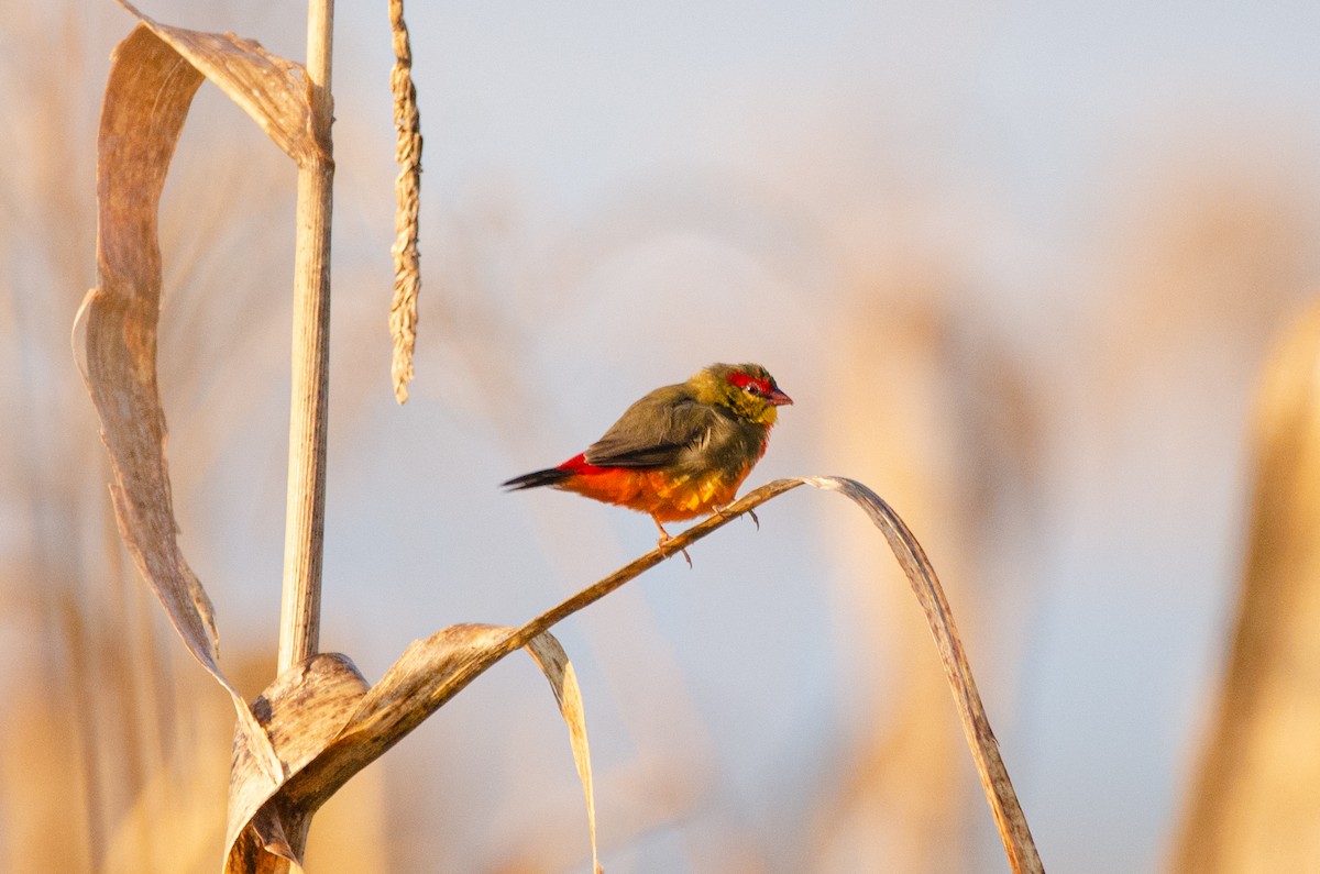 Zebra Waxbill - ML207072621